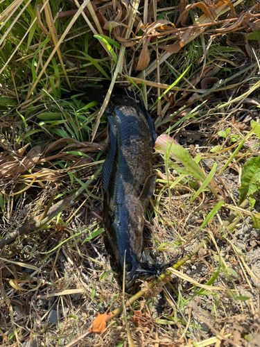 ライギョの釣果