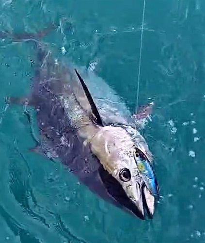 クロマグロの釣果