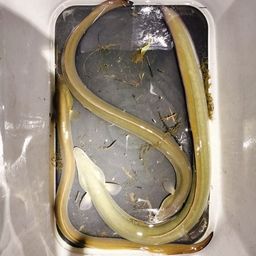 ウナギ