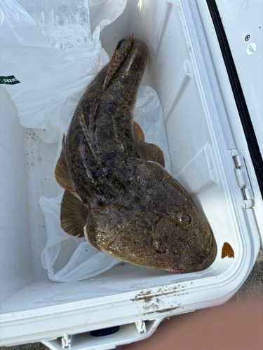 マゴチの釣果