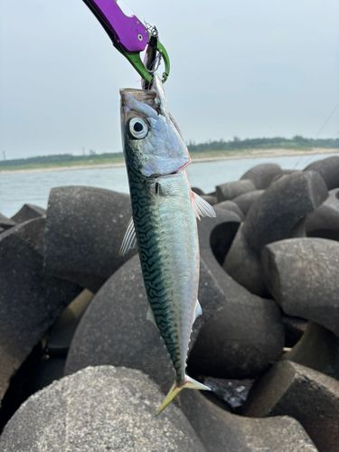 クロソイの釣果