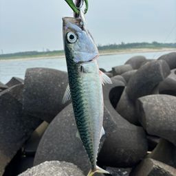 クロソイ