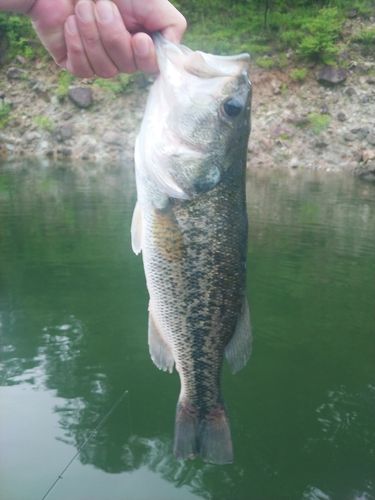 釣果