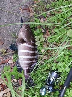 クエの釣果