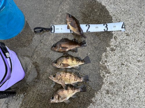 メバルの釣果