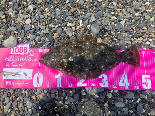 ヒラメの釣果