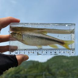 カワムツ