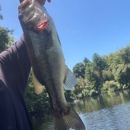 ブラックバス