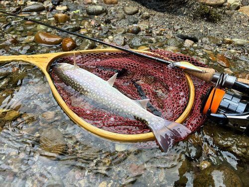 イワナの釣果