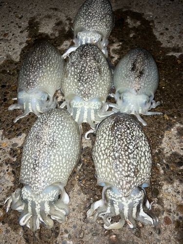 シリヤケイカの釣果