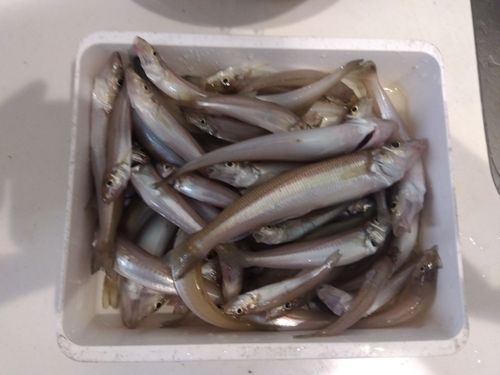 キスの釣果