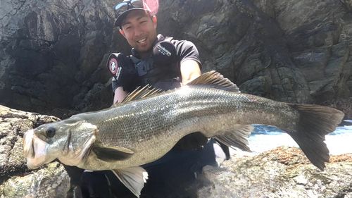 スズキの釣果