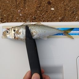アジ