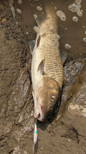 ニゴイの釣果