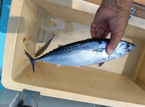 スマガツオの釣果