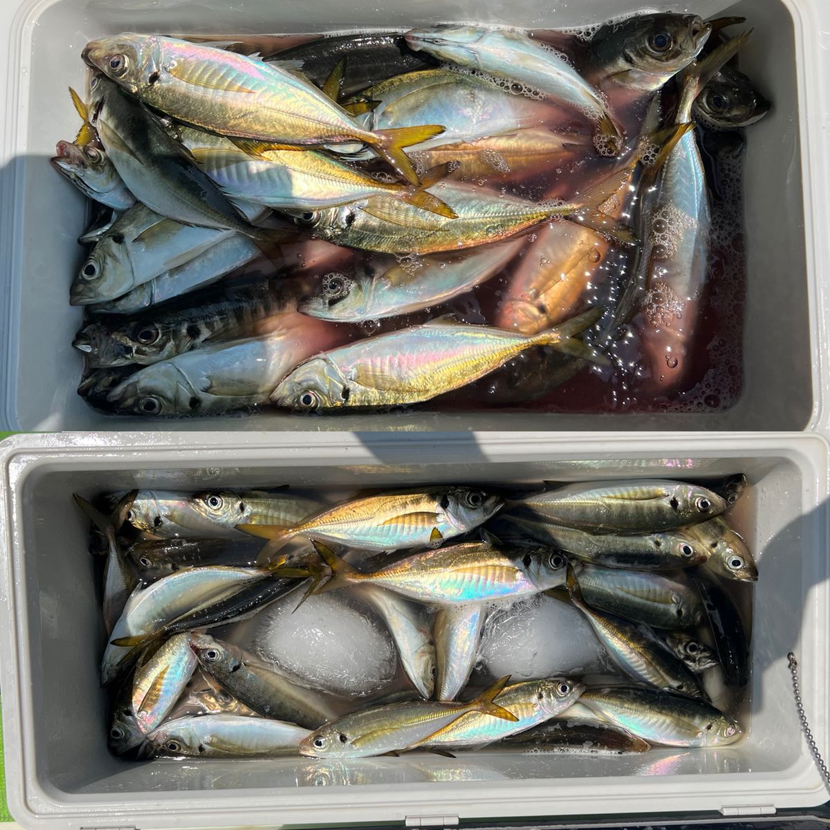 政信丸さんの釣果 3枚目の画像