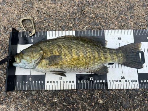 スモールマウスバスの釣果