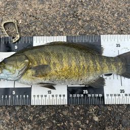 スモールマウスバス