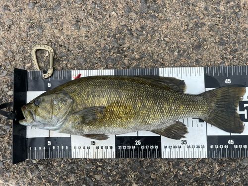 スモールマウスバスの釣果