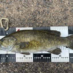 スモールマウスバス