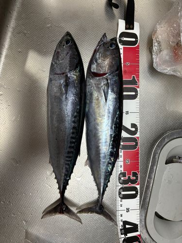 ソウダガツオの釣果