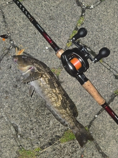 アイナメの釣果