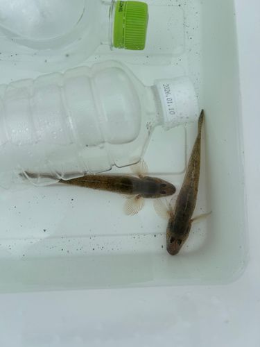 ハゼの釣果