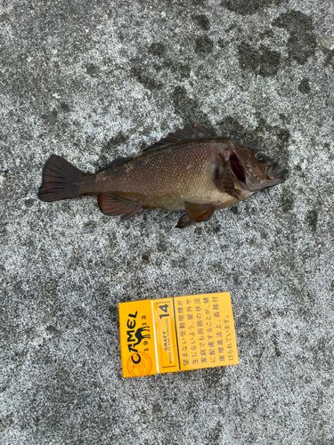 エゾメバルの釣果