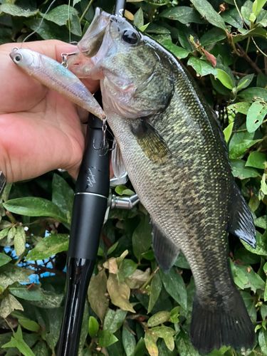 ブラックバスの釣果