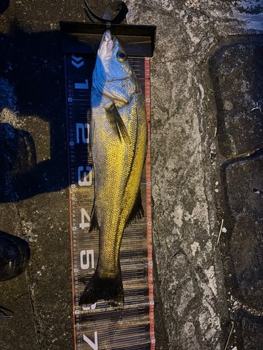シーバスの釣果