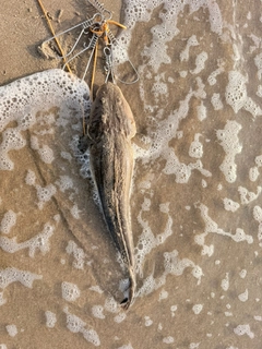 マゴチの釣果