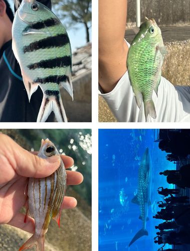シマスズメダイの釣果