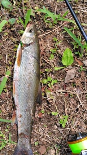ウグイの釣果