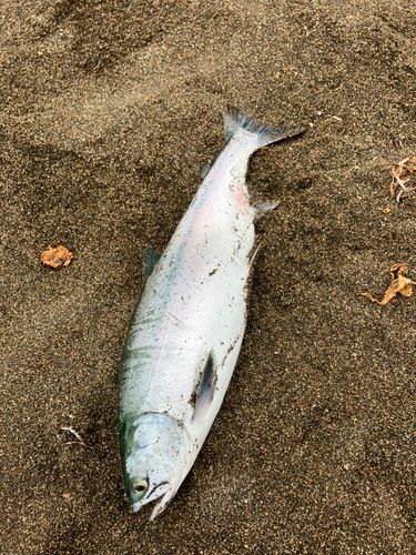 カラフトマスの釣果