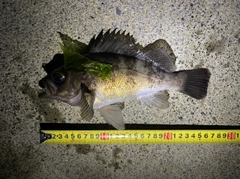 シロメバルの釣果