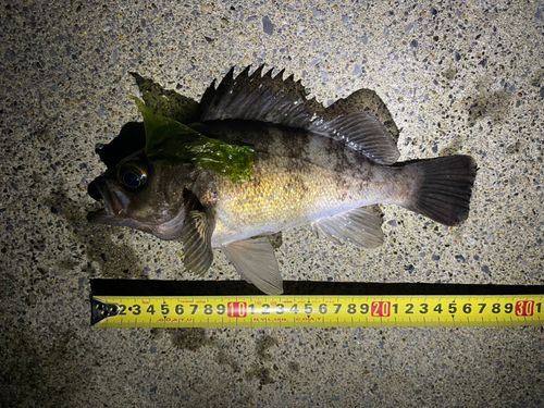 シロメバルの釣果