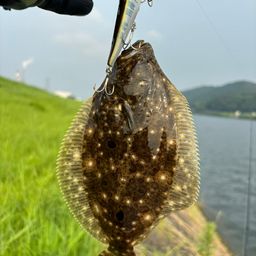 ヒラメ