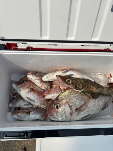 マダイの釣果