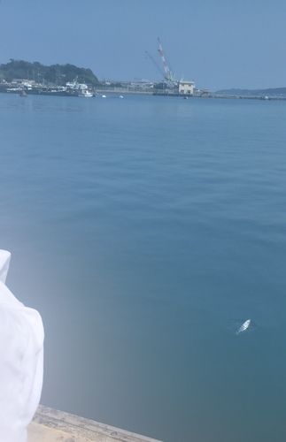 ソウダガツオの釣果