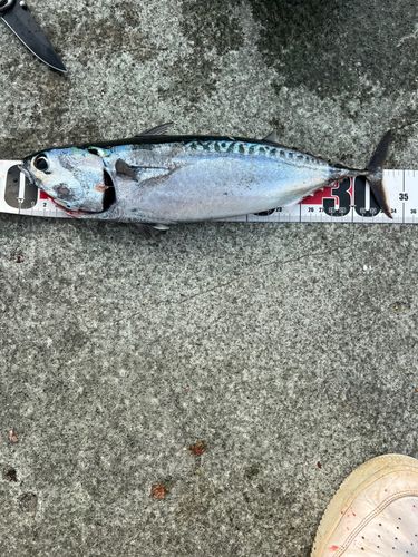 ソウダガツオの釣果
