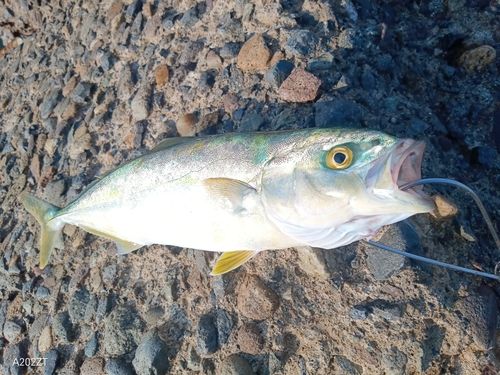 コズクラの釣果