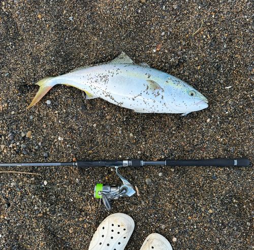 ワラサの釣果