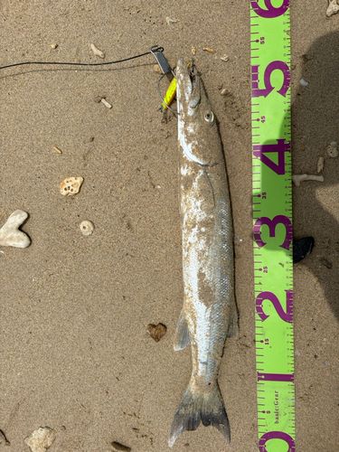 カマスの釣果