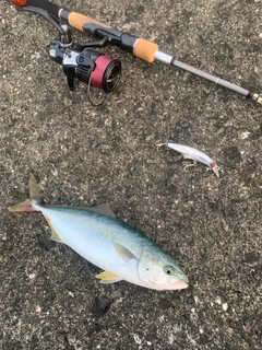 ワカシの釣果