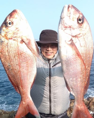マダイの釣果
