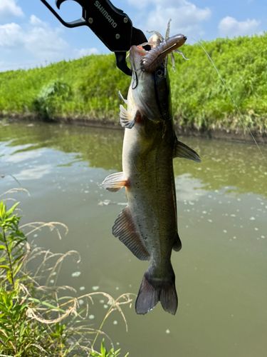 アメリカナマズの釣果