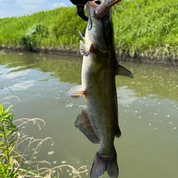 アメリカナマズ