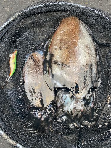 モンゴウイカの釣果