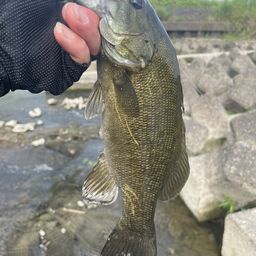 スモールマウスバス