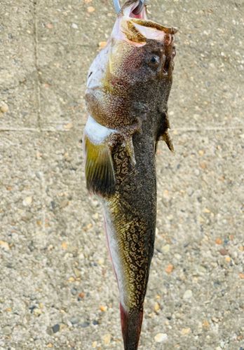 ミシマオコゼの釣果